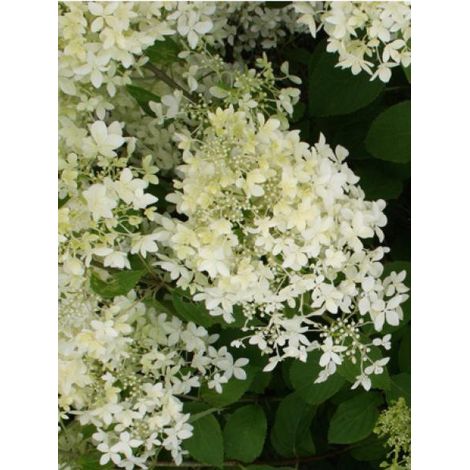 Hortensia paniculé 'Dentelle De Gorron® 'rencri' ' Pot de 3L/4L