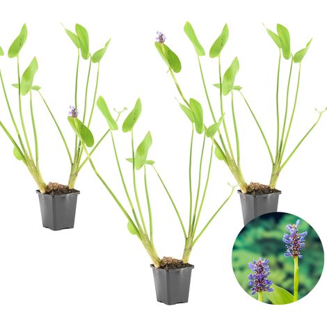 Bloomique - Lot de 3 - Pontederia Cordata - Jacinthe d’eau - Pontédérie - Plantes de bassin - Plantes aquatiques - Rustique - Hauteur 10-20 cm - Pot 9 cm