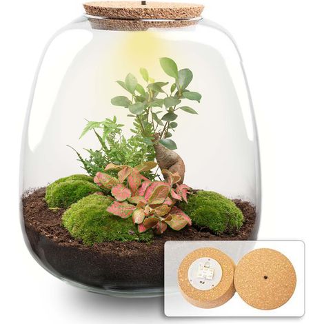Terrarium pour Plantes Kit DIY Écosystème Fermé avec Ficus Ginseng et LED Ø 23 cm - PANGIVO