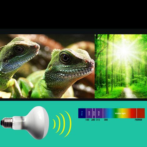 Lampe chauffante UVA 110 V pour reptiles, lampe lumière du jour, lampe chauffante pour terrarium de tortue, lampe pour tortues, lézards et geckos, lampe de maintien et de réchauffement de la chaleur 1 (1/5)
