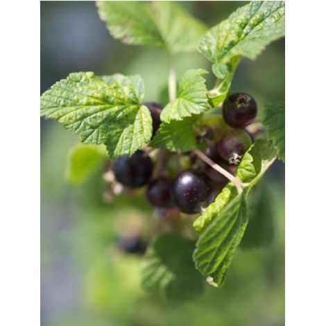 Cassissier 'Andega' Pot de 1,5L/2L, Buisson