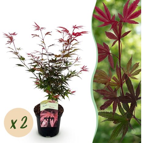 Lot de 2 Érables du Japon Acer palmatum Shaina Rouge, Plante de Terrasse et Jardin, Pot 19cm H70cm - PANGIVO (1/5)
