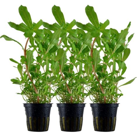 Aquarium Pflanze 3 Stück Ammannia crassicaulis Nr.033B