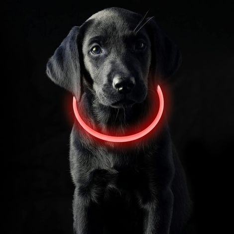 Adjustable 70cm USB Rechargeable Waterproof Light-Up Collar with 3 Modes (Red Light), Suitable for Small, Medium, and Large Dogs and Cats (1/5)