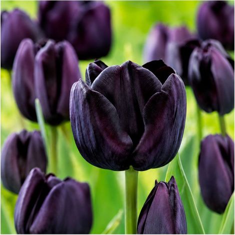 Tulipe Paul Sheerer Sgaravatti 6 bulbes noirs, floraison sombre et élégante pour massifs et bouquets - 617604 (1/3)