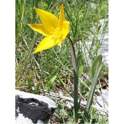 Tulipe Botanique 'Sylvestris' Bulbe calibre 5+ (par 10) (1/4)