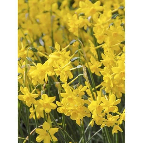 Jonquille 'Twinkling Yellow' Bulbe calibre 8+ (par 10) (1/2)