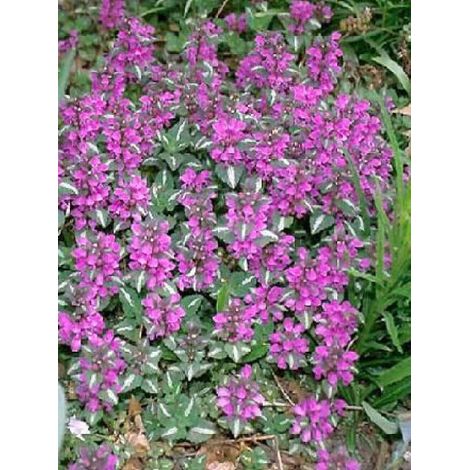 Lamier tacheté 'Chequers' Godet de 8/9 cm (1/2)