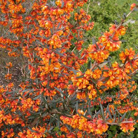 Épine-vinette 'Orange King' - 30-40 cm pot (1/5)
