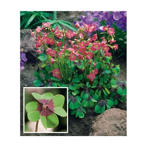 OXALIS DEPPEI OU TRÈFLE À 4 FEUILLES - BULBES