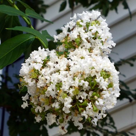 Lilas des Indes Terrasse Blanc, Lagerstroemia/Pot de 15L - 100/150 cm
