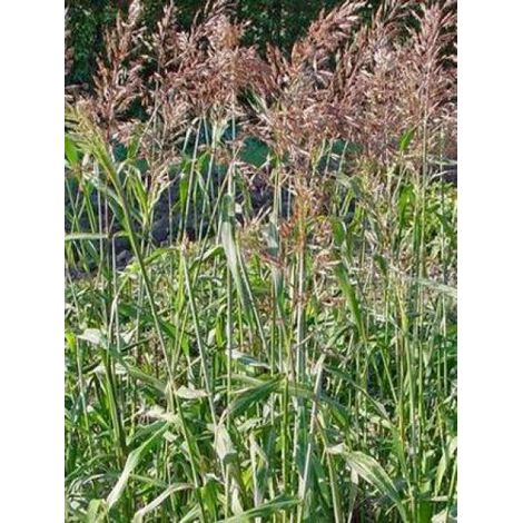 Spodiopogon sibiricus 'West Lake' Godet de 8/9 cm (1/4)