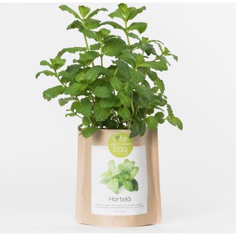 Kit bio prêt à pousser Menthe
