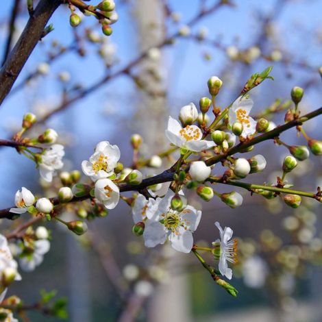 Pépinières Naudet – Epine noire – Prunellier (Prunus Spinosa) – Arbuste épineux à croissance lente – Feuillage dense et buissonnant – Rusticité élevée