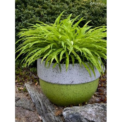 Hosta 'Party Streamers' Godet de 8/9 cm (1/2)