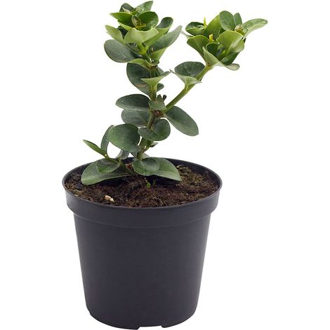 Carissa grandiflora - Prugnetta del Natal, gelsomino africano - vaso 15 cm (1/2)