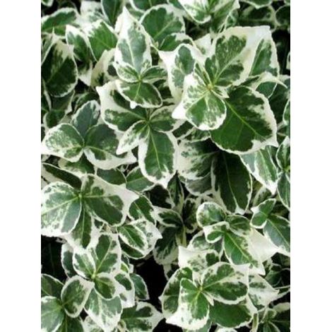 Fusain persistant 'Emerald Gaiety' Godet de 8/9 cm (1/2)