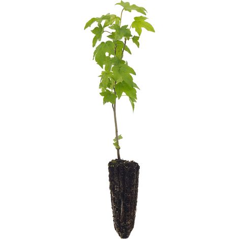 Liquidambar styraciflua - storace americano - alveolo forestale piccolo (1/2)