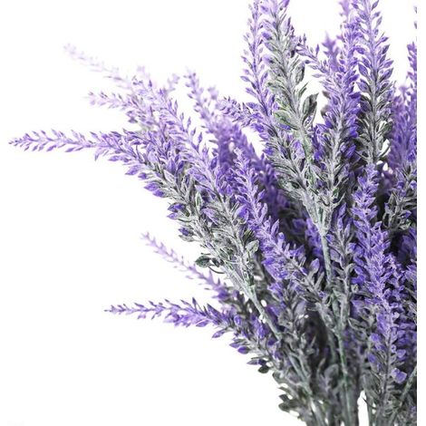 8pcs Bouquet de Lavandin Séchée 100 Tiges Lavande Bouquet Naturel pour la Décoration Intérieure, Mariage de Lavande