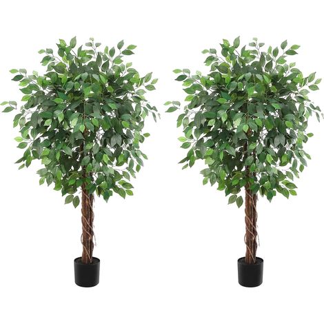 Ficus, 1,5 m de altura, 2 troncos, hojas planas, maceta negra, decoración de interior/exterior. (1/5)