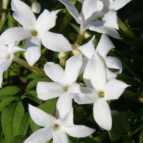 Jasmin blanc officinale – Plante grimpante parfumée – Fleurs blanches étoilées – Support solide requis – Floraison estivale (1/4)