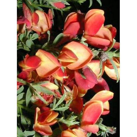 Genêt 'Lena' Pot de 2L/3L (1/2)