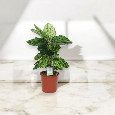 Gardenaria Dieffenbachia 'Reflector' - Pianta da interno ornamentale - Altezza: 65 cm (vaso 17) (1/5)