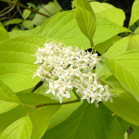 Cornouiller blanc  - Cornus alba 'Aurea'  - 60-80 cm pot