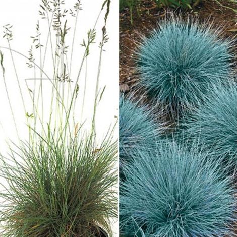 Planta de Festuca Glauca. Altura 50 - 60 Cms