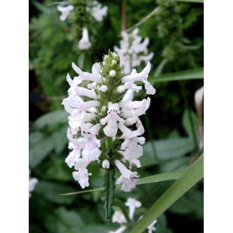 Bétoine officinale 'Alba' Godet de 8/9 cm (1/3)