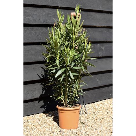 Oleandro a cespuglio Giallo "Nerium Oleander" pianta in vaso  24 cm h. 100/150 cm  Giallo - Select 1: Giallo