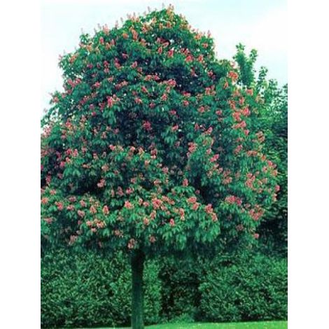 Marronnier à fleurs rouges 'Briotii' Pot de 7,5L/10L, Tige (1/2)