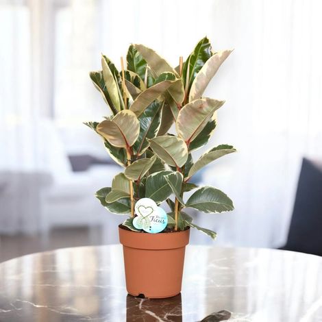 Gardenaria Ficus elastica 'Tineke' - Pianta da interno ornamentale - Altezza: 55 cm (vaso 17) (1/5)