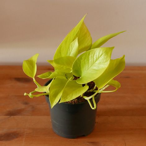 1 PIANTA DI EPIPREMNUM PINN GOLDEN POTHOS VASO 12CM PIANTA DA APPARTAMENTO PURIFICA L'ARIA