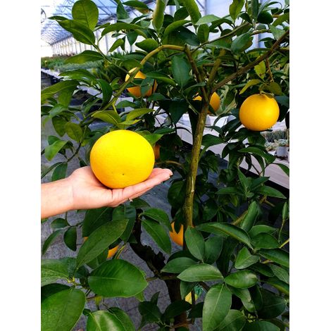 Pianta di Agrumi di Sicilia Kumquat 12 anni in Mastellino 40 cm Kumquat - Select 1: Pompelmo