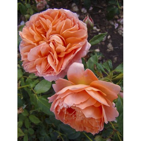 Rosier à fleurs groupées 'Marc's Jubilée' Pot de 4L/5L