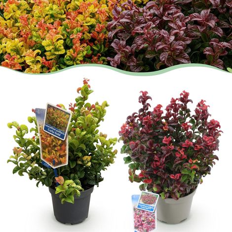 Lot de 2 Leucothoe Curly Duo Jaune et Rouge Arbustes Persistants Jardin et Terrasse 40 cm - PANGIVO (1/5)