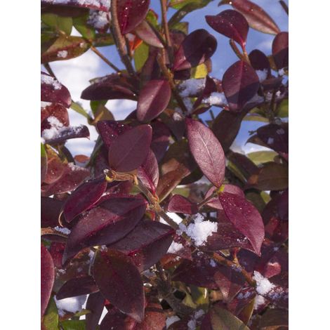 Jasmin étoilé 'Winter Ruby 'Trared'' Godet de 8/9 cm (1/2)