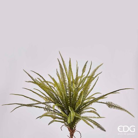 EDG Felce Cespuglio H 66