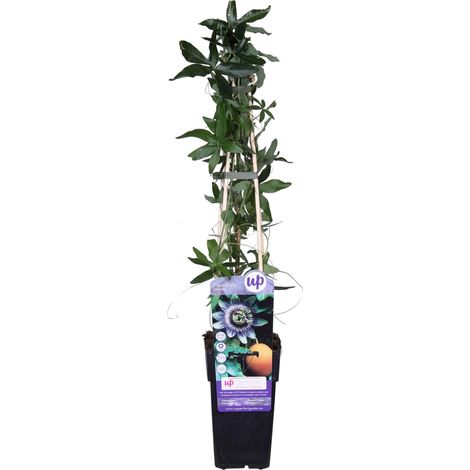 Passiflore bleue – Passiflora caerulea – Plante grimpante 50-60 cm – Fleurs parfumées bleu-blanc – Exposition plein soleil ou mi-ombre – Everspring (1/5)