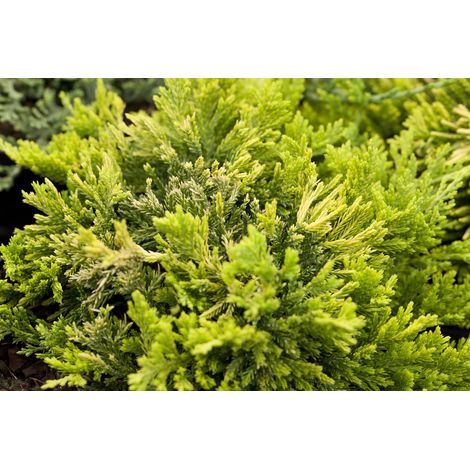 Goldener Teppichwacholder 'Golden Carpet' Juniperus horizontalis 'Golden Carpet' 2L 15- 20 (1/3)