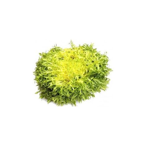 Chicorée frisée très fine maraîchère - 3g
