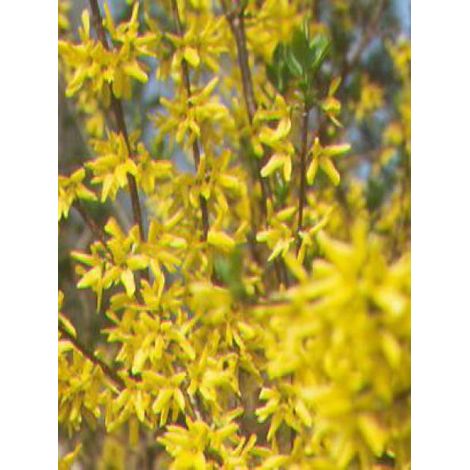 Mimosa de Paris 'Weekend' Pot de 2L/3L (1/3)