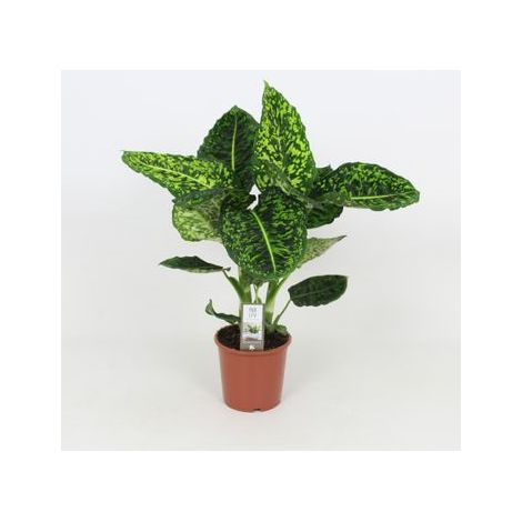 Dieffenbachia 'Reflector' vaso 17cm foto reali H 70/80cm piante da interno
