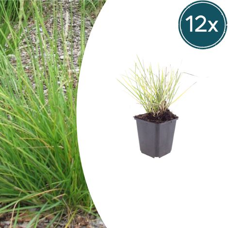 Sesleria autumnalis - Lot de 12 Graminées Ornementales - H 10-25 cm - Pot Ø9 cm - Feuillage Vert - PANGIVO (1/5)