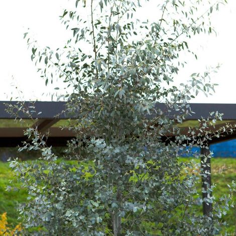 Eucalyptus Silverana®, Gommier cidre/Pot de 4L - 40/60 cm (1/2)