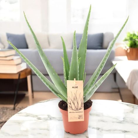 Gardenaria Aloe vera - Pianta da interno ornamentale - Altezza: 40 cm (vaso 12) (1/5)