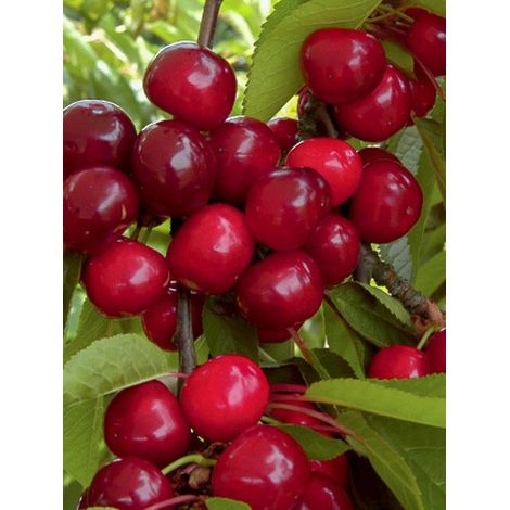 Cerisier 'Bigarreau Bigalise 'enjidel''