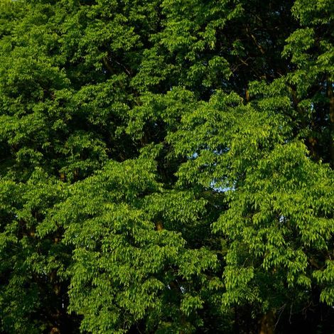 Pépinières Naudet – Micocoulier de Provence – Arbre à feuillage dense – Hauteur à maturité 15m – Résistant à la sécheresse – Bois durable pour aménagement paysager (1/4)