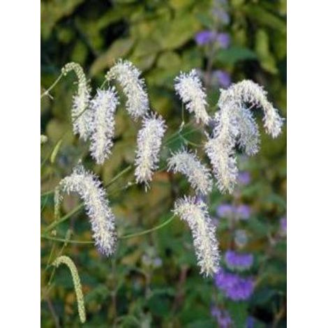 Pimprenelle à fines feuilles 'Alba' Godet de 8/9 cm (1/2)